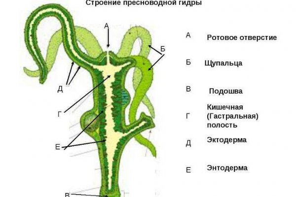 Кракен оф ссылка