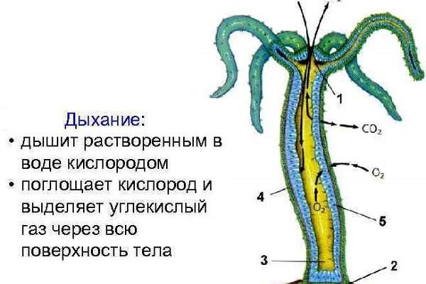 Кракен ссылка зайти